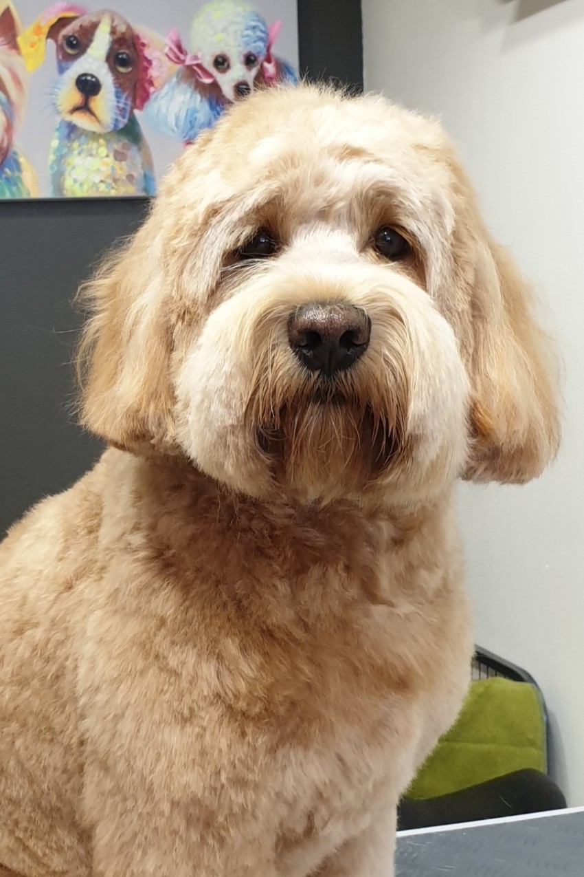 Vers getrimde krullenbol Bobby in de salon, met een vrolijk hondenschilderij aan de muur achter hem