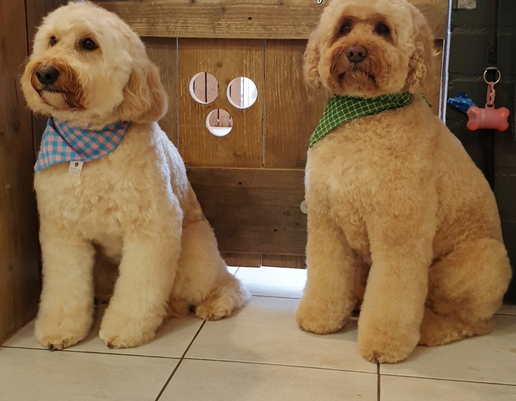 Twee vers getrimde krullenbollen met een blauw en een groen geruit bandana, zittend voor een houten deur met drie ronde spiegeltjes